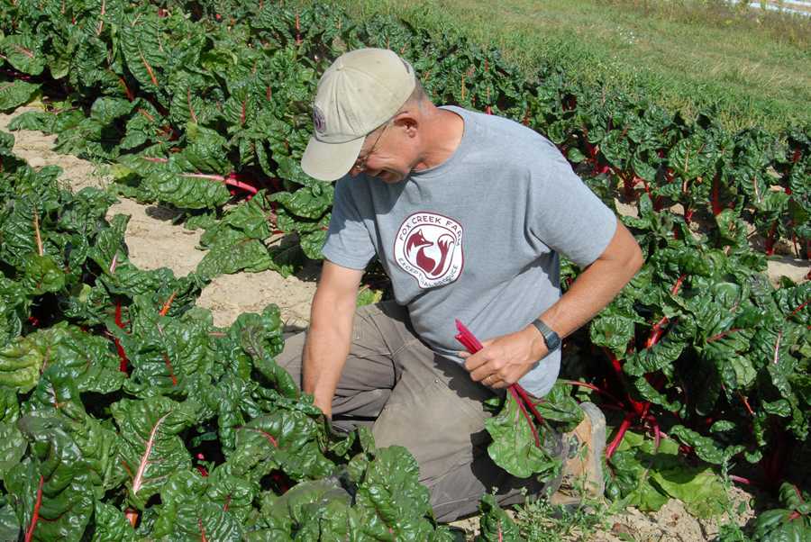 A Farmer's Choice Weekly Harvest